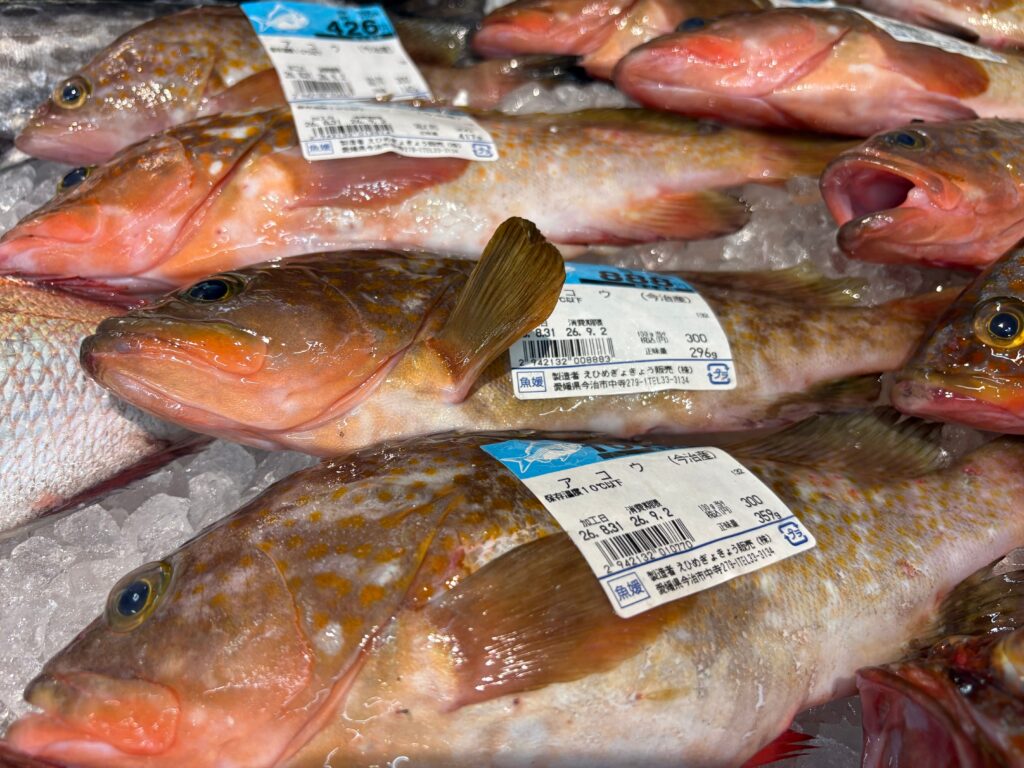 さいさいきて屋の旬の魚アコウ